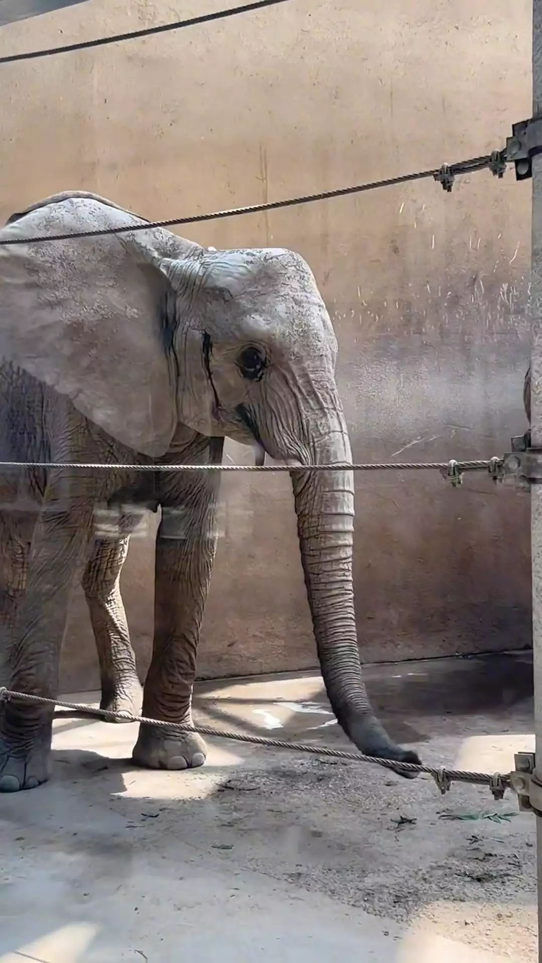 网友称太原动物园一大象瘦成“皮包骨”？实为去年8月所拍，园方回应：非洲草原象外形偏瘦，实际还应略控制一下体重