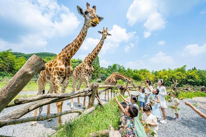 当“好莱坞灵感”遇见云南野生动物园：一场关于人与自然和谐共生的深度对话