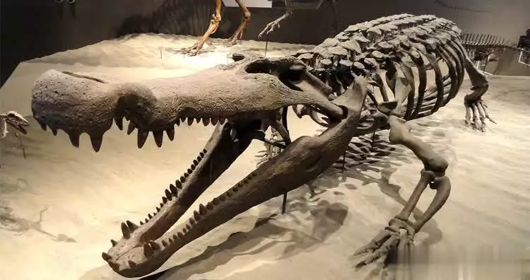 远古世界的危险生物