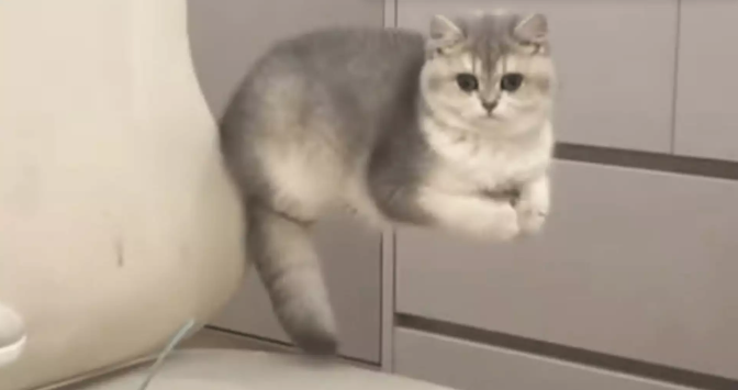 女子回家看到猫咪“悬浮”半空，走近一看直接笑抽了，网友：磁悬浮小猫