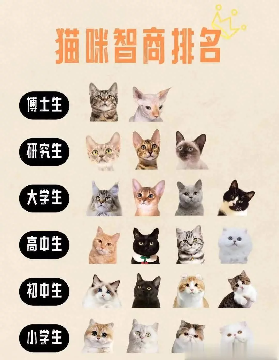 假如猫咪智商按学历排名，你家猫是什么学历？