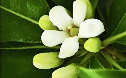 广西发现濒危植物新种七百弄海桐