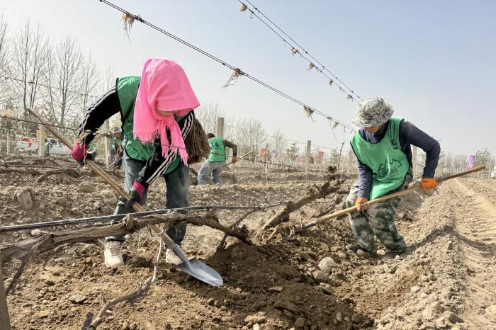 宁夏贺兰山东麓葡萄酒金山产区开启2026展藤季