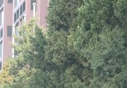 花粉过敏是免疫力下降导致的吗？专家提示：这是认知误区